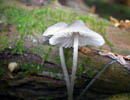 Mycena subcana.